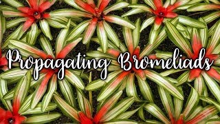 Propagating Bromeliads How To Remove amp Pot Up Bromeliad Pups  Joy Us Garden [upl. by Teresita]