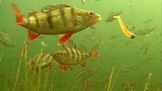 Must see rare footage of perch attack soft fishing lures underwater [upl. by Hong45]