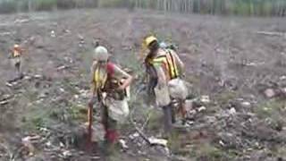 Tree Planting in Northern Ontario [upl. by Ramah387]