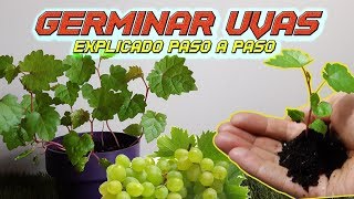 Como Germinar Semillas de Uva  EL MEJOR MÉTODO  Germinar Uva  Sembrar Uvas  Cultivo Paso a Paso [upl. by Abert]