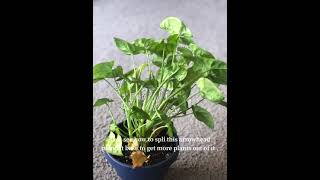 How to split arrowhead plant Syngonium podophyllum [upl. by Lehcear261]