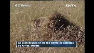 Apareamiento de leones en las praderas de la Reserva Nacional Masai Mara CCTV International [upl. by Iverson]