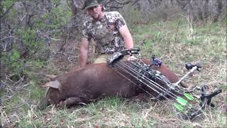 2018 Archery pig hunt [upl. by Tome]