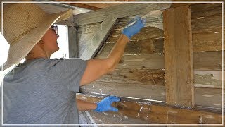 Whitewashing Lime Washing  Building Chicken Coop from Dog Kennel [upl. by Eberly]