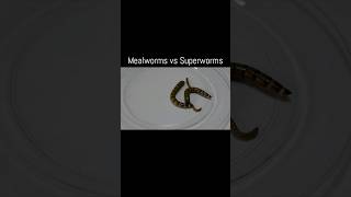 Mealworms vs Superworms 🐛🐞insects mealworms superworms vs [upl. by Candice888]