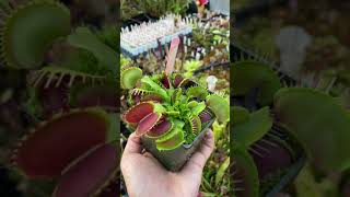 Dionaea muscipula GJ Montecore [upl. by Charmane]