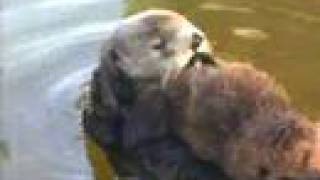 Cute Baby Sea Otters at Monterey Bay Aquarium [upl. by Ag]