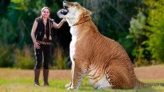 Liger  The Largest Cat in the World Amazing facts about Ligers Most Powerful Big Cat [upl. by Oak86]