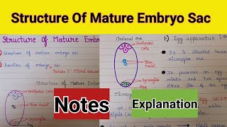 Structure of mature embryo sac  structure of mature embryo sac class 12  structure of embryo sac [upl. by Noyek876]