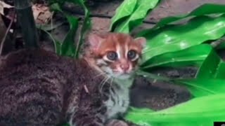 FlatHeaded Cat Playing in the Leaves 🍃 [upl. by Nevile]