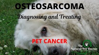 Diagnosing and Treating Osteosarcoma Holistically in Pets with The Natural Pet Doctor [upl. by Lucina]