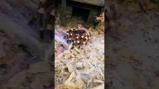 Acanthoscurria geniculata Brazilian giant white knee spider tarantulakeeper tarantula [upl. by Nosauq]