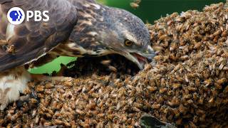 Honey Buzzards Feast on Deadly Hornets [upl. by Nogem]