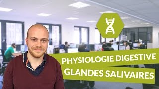 Physiologie digestive description des glandes salivaires  Physiologie [upl. by Konyn]