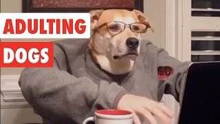 Adulting Dogs  Funny Dog Video Compilation 2017 [upl. by Aloivaf]