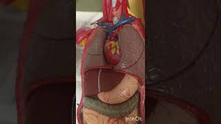 Inferior Mediastinum by Dr Mohibullah Wazir [upl. by O'Callaghan566]