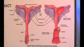 Equine Reproductive Ultrasound Techniques [upl. by Ahsilla26]