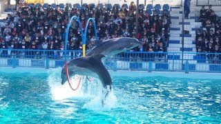 Dolphin Show At Maritime Museum Karachi [upl. by Dorrej]