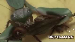 Giant praying mantis vs cockroach [upl. by Dionis]