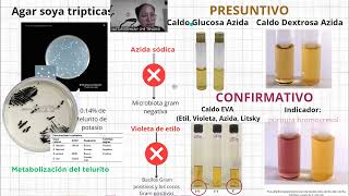 Enterococcus faecalis presentación Bacteriología Médica UACH [upl. by Enyawad]