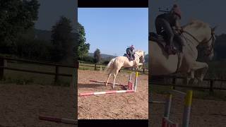 Learning on the best Stallion horse equestrian horselover showjumping horseriding pony [upl. by Ahmed143]