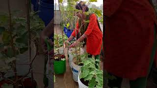 கீழ விழுந்த வெள்ளரி maadithottam terracegardening triplevloggerslatha agriculture homegardening [upl. by Elsi]