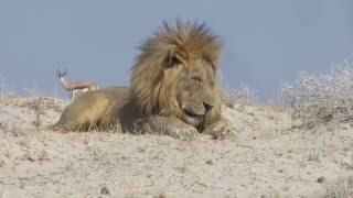 Etosha National Park  Namibia [upl. by Yroggerg65]