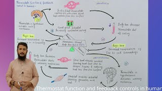 Thermostat function and feedback controls in human  Pyrexia  Fever  class 12 [upl. by Rush]