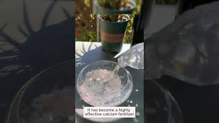 Phosphorus fertilizer from egg shells growyourownfood raisedbedgarden soil [upl. by Koenraad]