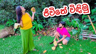 වත්තේ ගහෙන් වරකා ජූස් Sangeeth Dini Vlogs Jackfruit mocktail [upl. by Tower]