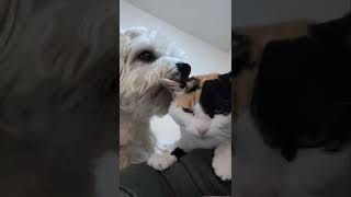 BB the Dandie Dinmont Terrier loves his Calico cat and mommy [upl. by Dragone]