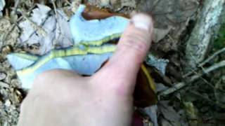 Bolete Bruising Blue [upl. by Annayk]