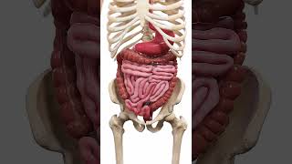 🍽️ Peristalsis The WaveLike Motion of Digestion 🍽️ anatomy [upl. by Auqenat]