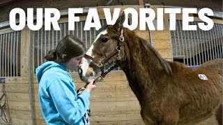 Will We Find Her Searching For Our New Horse At The NATIONAL CLYDESDALE SALE Auction Preview [upl. by Kam]