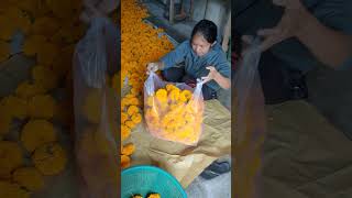 Panen bunga marigold farming marigold gumitir gemitir pertanian [upl. by Mccutcheon263]