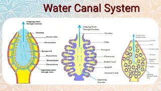 Water Canal System in Porifera sponges  Animal Diversity  BSc  BZYCT 131  LSE9 du ignou [upl. by Thorne]