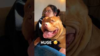 HUGE DAMN BULLY americanbully xlbully shorts [upl. by Lull]