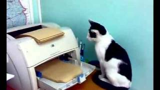 Katze vs Drucker  cat vs printer [upl. by Eniluqcaj236]