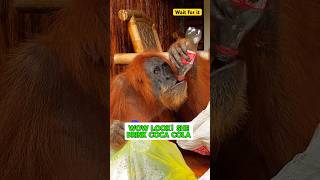 Orangutan drinking Coca Cola 🦧 shorts wildlife viral indonesia nature animals [upl. by Eelirem78]