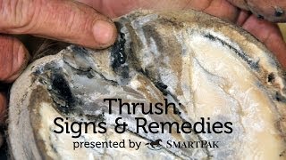 Thrush Signs and Remedies [upl. by Uund]