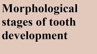 Morphological Stages Devp of tooth Part 1b [upl. by Dnomaid]