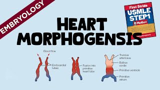 Heart Morphogenesis │ USMLE Step1 [upl. by Marje]