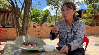 Harvesting Red OLEASTER  Cutting jackfruit for the goats  pepper picking [upl. by Feirahs]