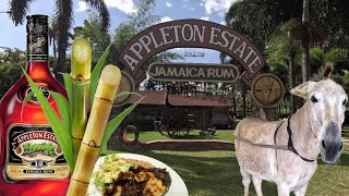 APPLETON ESTATE TOUR 🇯🇲 jamaicarum Appletonestate jamaica [upl. by Araf]