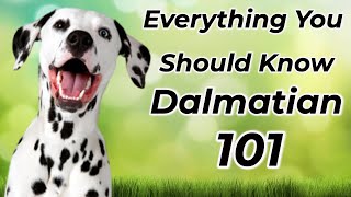 Dalmatian 101 Is It Right For You [upl. by Helas716]