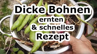 Dicke Bohnen ernten und ein schnelles Rezept [upl. by Haslett498]