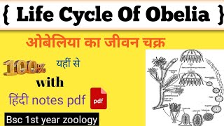 ओबेलिया का जीवन चक्र। life cycle of obelia। obelia। obelia bsc 1st year in hindi। obelia diagram [upl. by Harad]