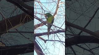 Calancates Ala Roja Psittacara leucophthalmus en La Plata Argentina laplata loros aves [upl. by Daphna]