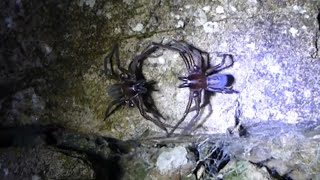 Spider Fight  Black lace web weaver spiders  Amaurobius ferox [upl. by Gloriane]