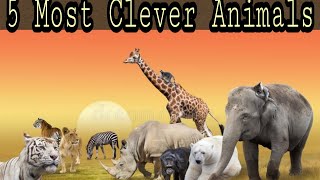 Most clever animals in the world  Clever animals  5 Most cleverest creatures [upl. by Farhi]